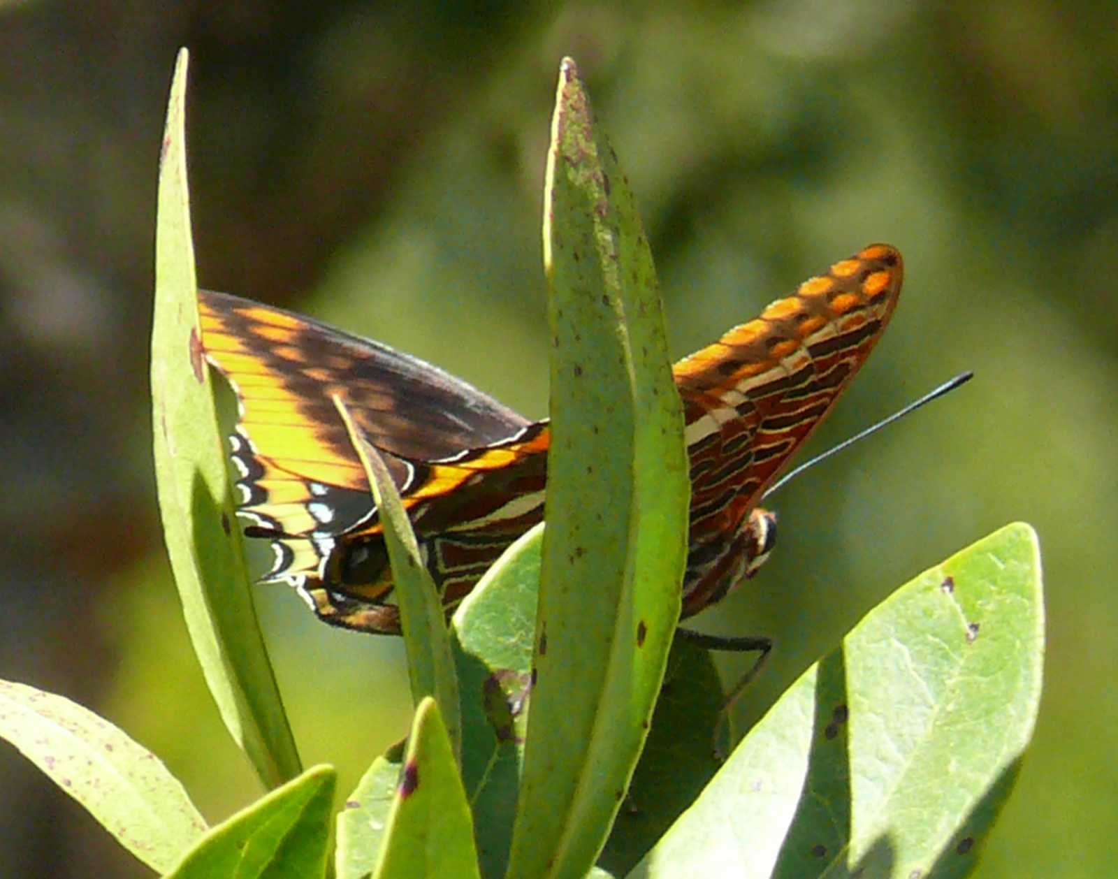 Charaxes jasius Charaxes jasius